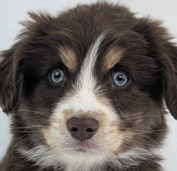 [#26441-02]  - Red M Australian Shepherd Puppies For Sale