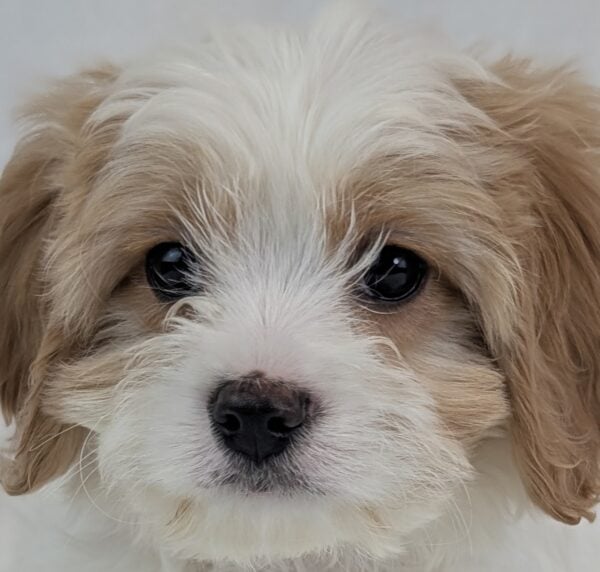 [#26357-02]  - White / Apricot M Cavachon Puppies For Sale