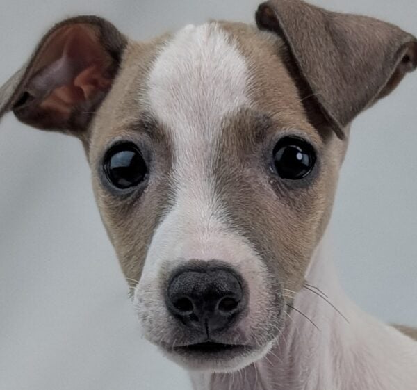 [#26310-01]  - Fawn M Italian Greyhound Puppies For Sale