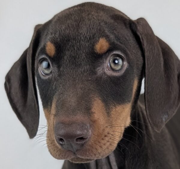 [#26390-05]  - Brown / Rust F Doberman Pinscher Puppies For Sale