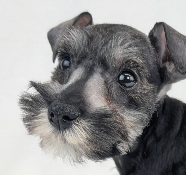 [#26288-05]  - Black F Miniature Schnauzer Puppies For Sale