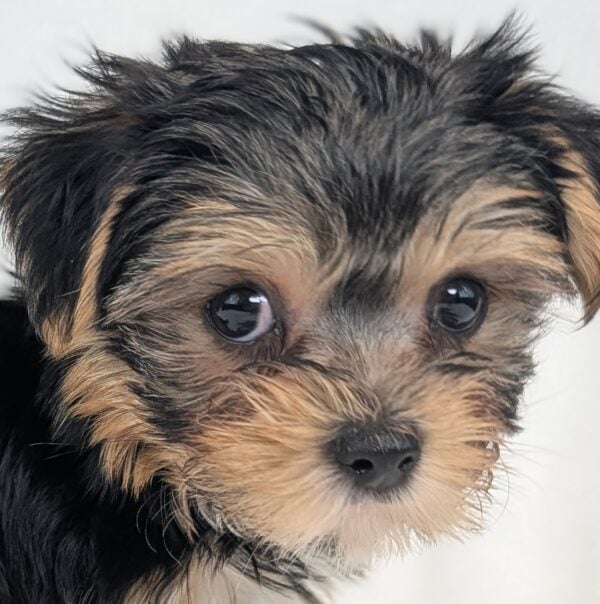 [#26289-03]  - Black / Tan M Morkie Puppies For Sale