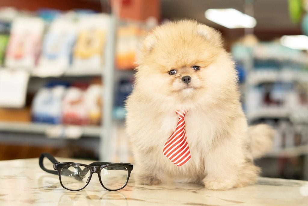 Why Your Dog Always Knows When You’re Eating Something Good